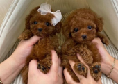 TOY POODLE YAVRULAR